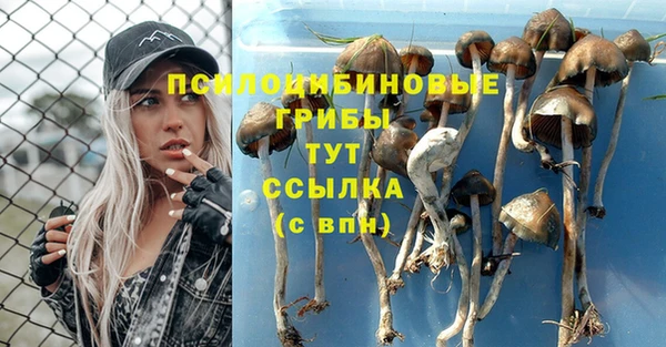прущие грибы Алзамай